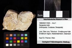 Foto (Objket + Etiketten) von Cyclothyreus sp. 